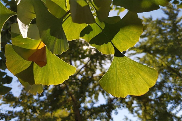 诺基亚x7拍照好不好看