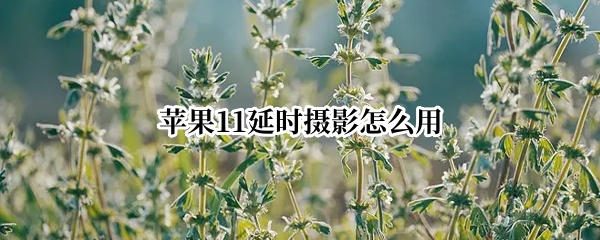 苹果11延时摄影怎么用